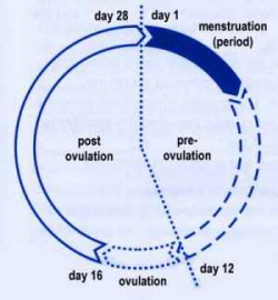 Conception Ovulation Cycle
